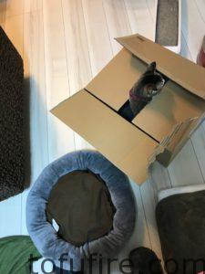 ダンボールに入る猫氏